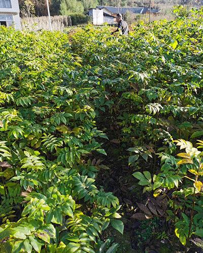 首页 鹤峰县众鑫苗木种植专业合作社 马褂木树苗哪家好-马褂木树苗