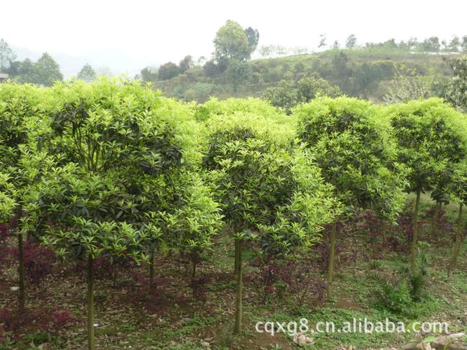 供应产品_重庆市江津区轩贵花卉种植场