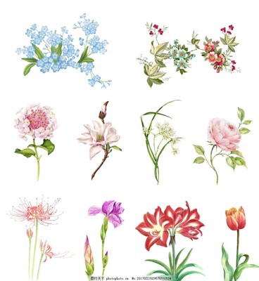 手绘鲜花免抠图,高清图 设计图 矢量 花卉 海报