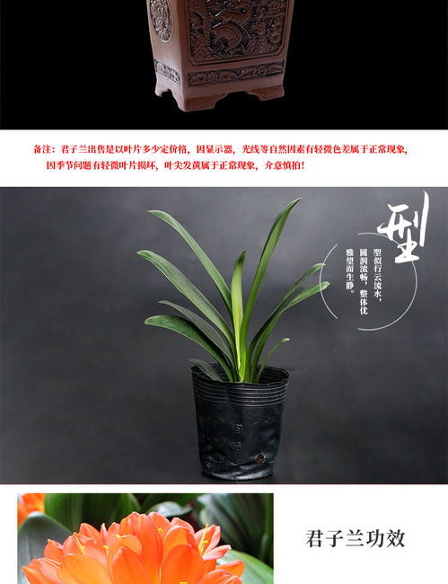 精品君子兰盆栽花苗四季开花绿植物室内室外花卉